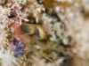 Mantis Shrimp in Hole