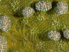 Knobby Cactus Coral <em>Mycetophyllia aliciae</em>)