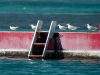 Royal and Sandwich Terns on Diving Platform