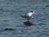Royal Tern on Rock in Pond