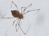 Spider (<em>Scytodes longipes</em>)
