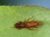 Very Small Cerambycid Beetle