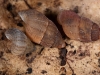 Beautiful Snails