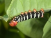 Tetrio Sphinx Caterpillar (<em>Pseudosphinx tetrio</em>)