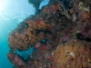 Diving The Chimney at Great Dog Island, BVI