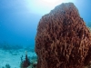 Giant Barrel Sponge (Xestospongia muta)