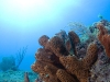 Brown Tube Sponge (Agelas conifera)