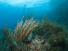 Diving The Indians - Norman Island, BVI