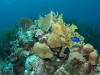Diving The Indians - Norman Island, BVI