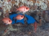 Blackbar Soldierfish (Myripristis jacobus) and Glasseye Snapper (Heteropriacanthus cruentatus).