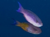 Creole Wrasse (Clepticus parrae)