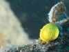 Unidentified Yellow Sponge