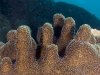 Pillar Coral (<em>Dendrogyra cylindrus</em>)