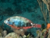 Initial Phase Redband Parrotfish (<em>Sparisoma aurofrenatum</em>)