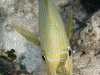 Bluestriped Grunt (<em>Haemulon sciurus</em>) with dark patches that may be from some type of disease