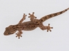Turnip-tailed Gecko (<em>Thecadactylus rapicauda</em>)