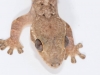 Turnip-tailed Gecko (<em>Thecadactylus rapicauda</em>)