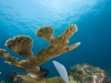 Elkhorn Coral (<em>Acropora palmata</em>)