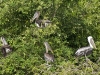 Pelicans Roosting at Happy Bay
