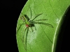 Interesting Green Spider