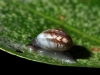 Small Forest Snail