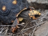 Red-footed Tortoise (<em>Geochelone carbonaria</em>)