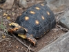 Red-footed Tortoise (<em>Geochelone carbonaria</em>)