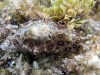 Spotted Seahare (<em>Aplysia dactylomela</em>)