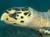 Hawksbill Turtle (<em>Eretmochelys imbriocota</em>)
