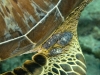 Green Turtle (<em>Chelonia mydas</em>) with Tumor-like Growths