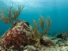 Corals and Sponges