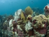 Corals on Undersea Rock Ridge