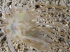 Wideband Tube-dwelling Anemone