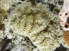 Coral Feeding