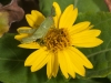 Grasshopper Nymph on Flower