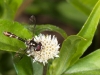 Syrphid Fly (<em>Pseudodoros clavatus</em>)