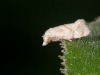 Tiny Moth