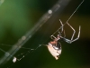 Unidentified Cobweb Weaving Spider