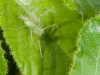 Green Lynx Spider (<em>Peucetia longipalpis</em>)