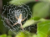 Juvenile Silver Argiope Spider (<em>Argiope argentata</em>)