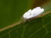 Unidentified Giant Scale Insect