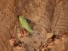 Unidentified Leafhopper Nymph