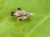 Picture-winged Flies Mating