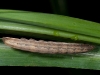 Unidentified Caterpillar on Grass