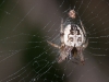 Orb Spider, Possibly <em>Metepiera compsa</em>