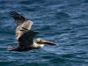 Brown Pelican (<em>Pelecanus occidentalis</em>)