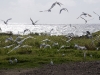 Huge Flock of Cattle Egrets