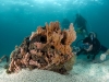 Underwater Photographer at Creole Rock