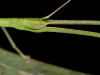 Stick Insect (<em>Clonistria</em> sp.) Female Nymph