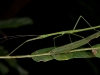 Stick Insect (<em>Clonistria</em> sp.) Female Nymph
